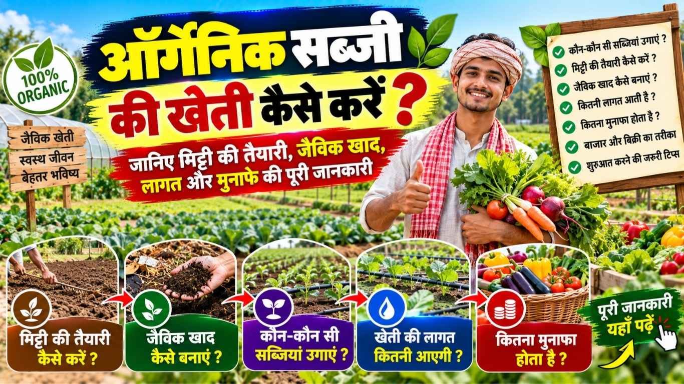 ऑर्गेनिक सब्जी की खेती कैसे करें
