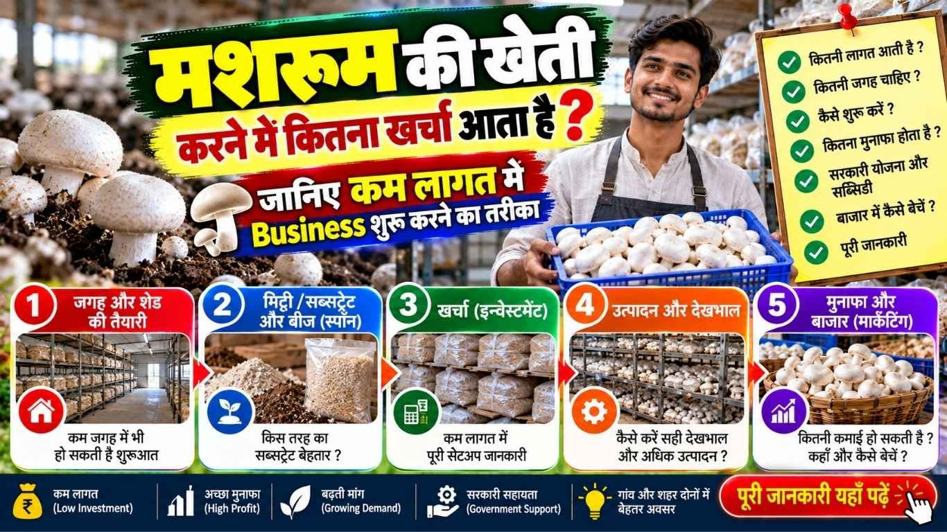 मशरूम की खेती करने में कितना खर्चा आता है